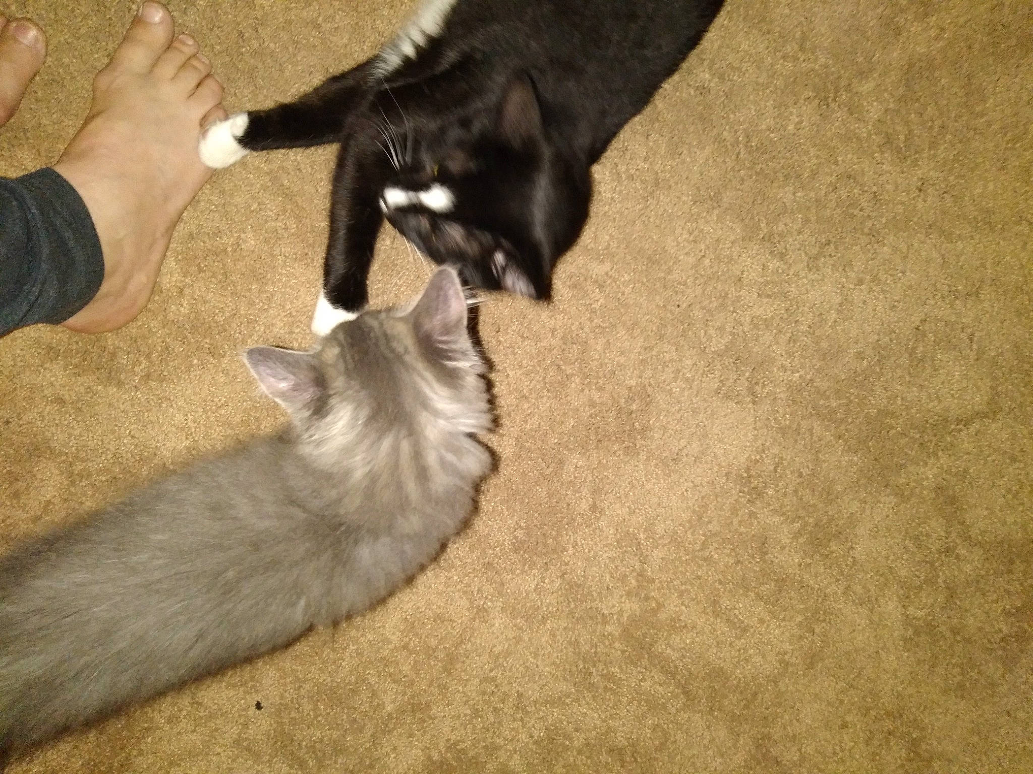 Big Jake is registered to the contest to win money with this photo: black_cat, carnivore, cat, comfort, dog_breed, domestic_short_haired_cat, fawn, felidae, flooring, gesture, hardwood, human_leg, lap, paw, small_to_medium_sized_cats, snout, tail, vertebrate, whiskers, wood