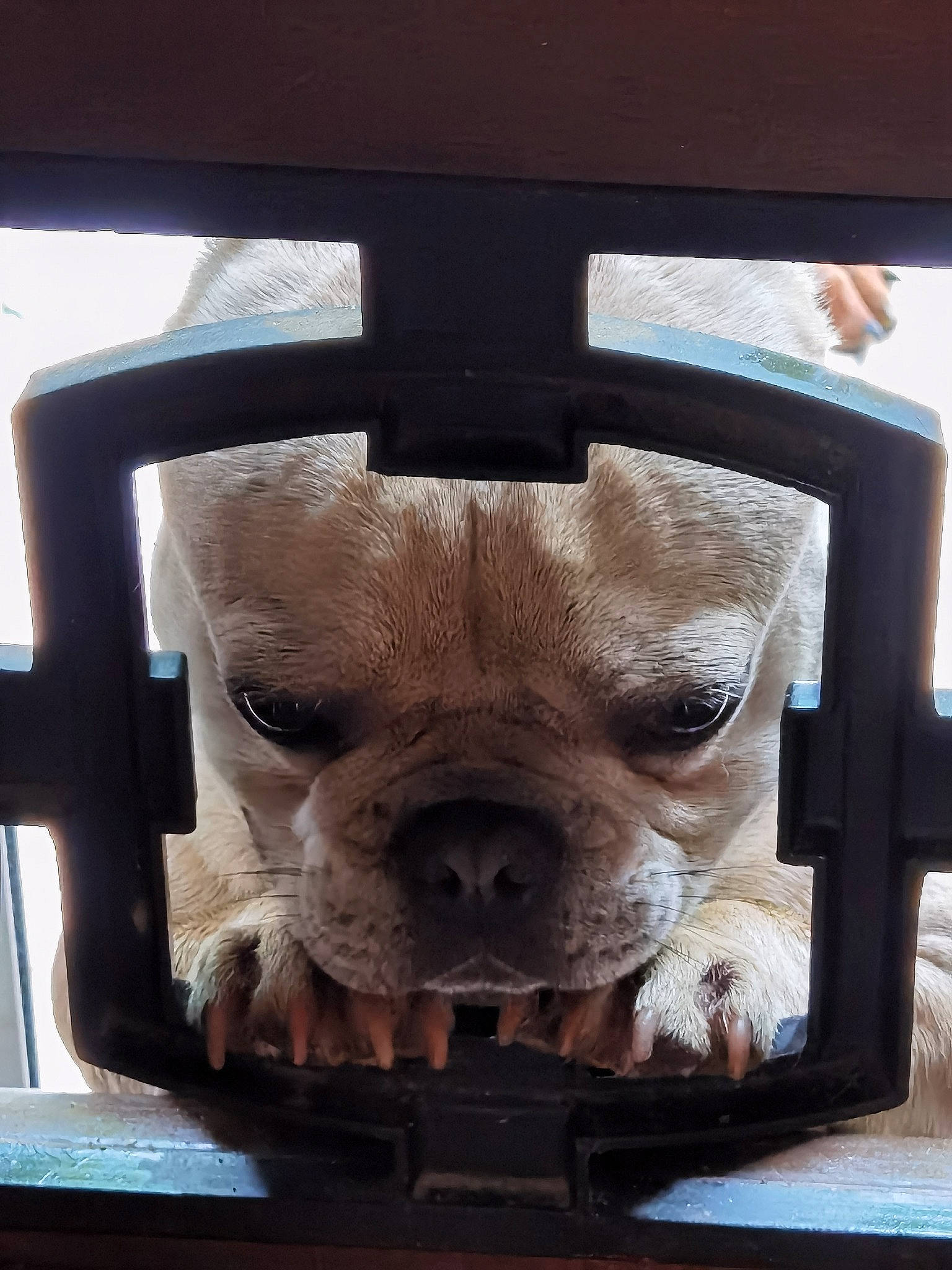 Teddy participe au concours pour gagner de l'argent avec cette photo : automotive_mirror, bulldog, canidae, carnivore, companion_dog, dog, dog_breed, fawn, glass, seat_belt, snout, sporting_group, toy_dog, vehicle_door, whiskers, window, windshield, wood, working_animal, wrinkle