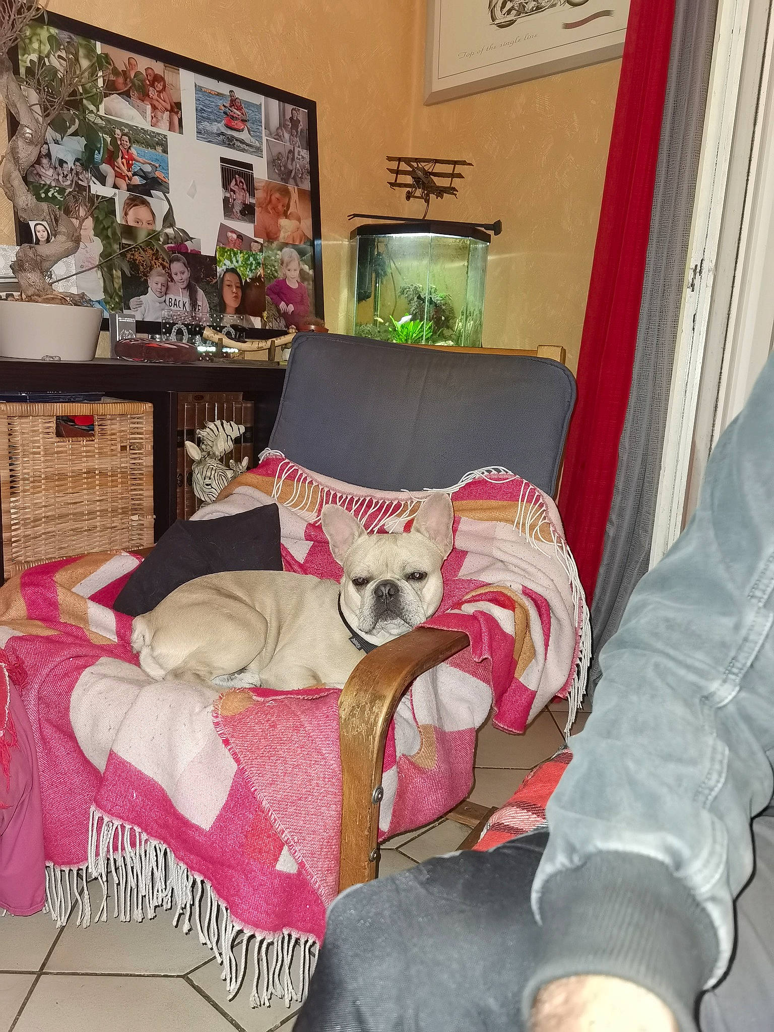 Teddy a rejoint le concours — aidez-le/la à gagner de superbes lots ! art, bedding, bedroom, carnivore, comfort, companion_dog, curtain, dog, fawn, felidae, flooring, hardwood, linens, living_room, picture_frame, pillow, room, textile, throw_pillow, wood