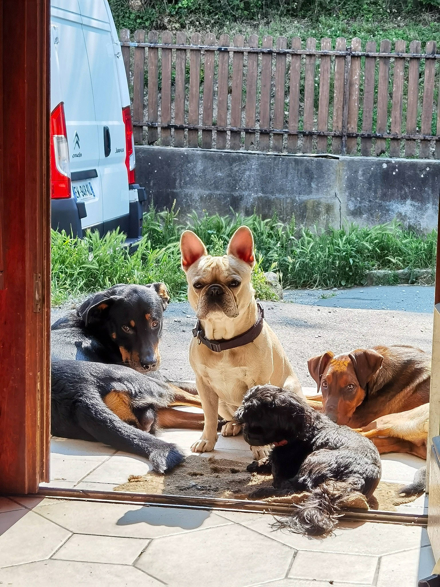 Teddy participe au concours pour gagner de l'argent avec cette photo : canidae, car, carnivore, collar, companion_dog, dog, dog_breed, dog_collar, dog_supply, fawn, mammal, pet_supply, plant, snout, sporting_group, tail, van, vehicle, window, working_animal