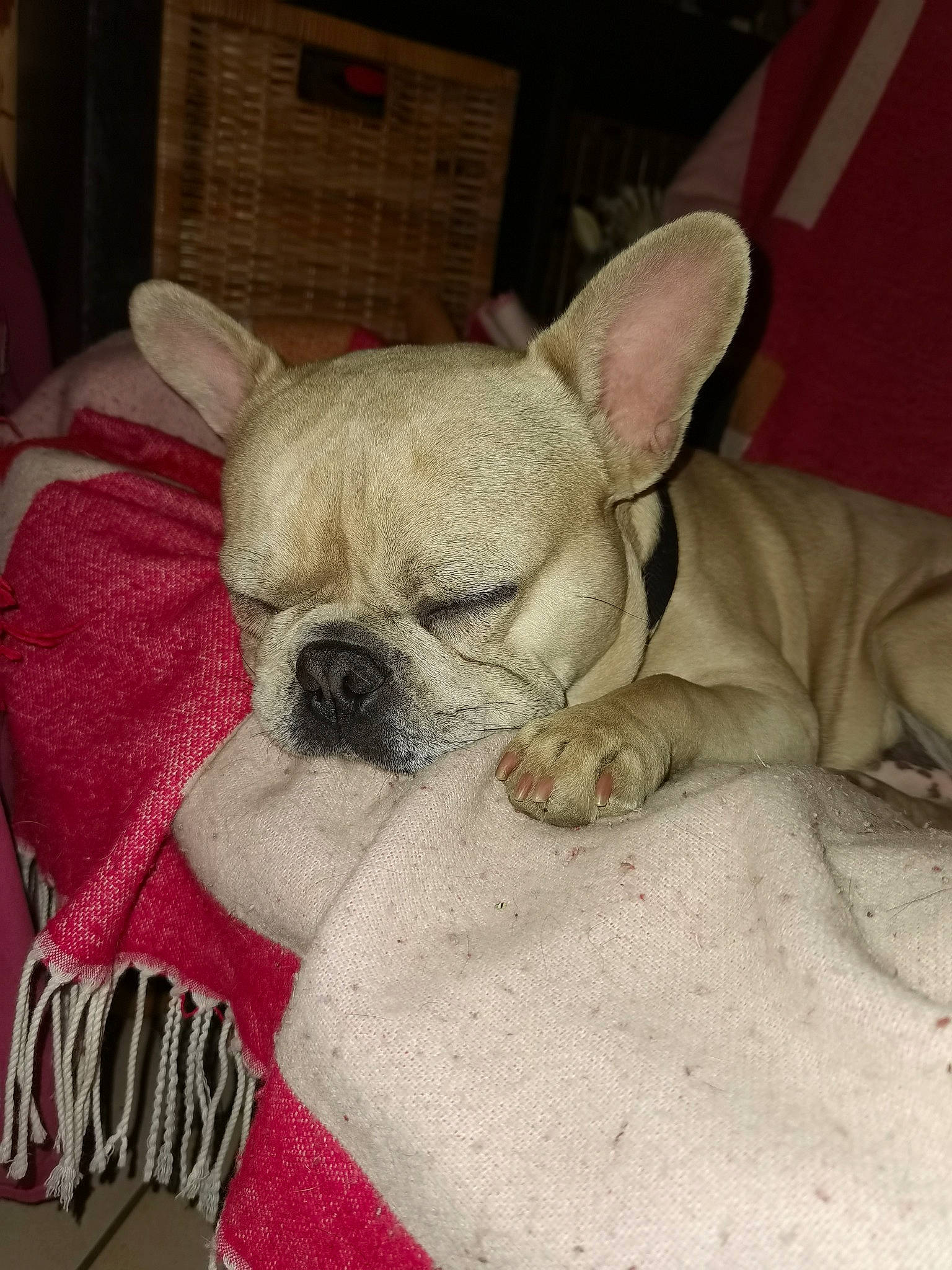 Teddy a rejoint le concours — aidez-le/la à gagner de superbes lots ! canidae, carnivore, chihuahua, comfort, companion_dog, dog, dog_breed, dog_supply, ear, fawn, fur, linens, nap, snout, sporting_group, terrestrial_animal, toy_dog, whiskers, working_animal, wrinkle