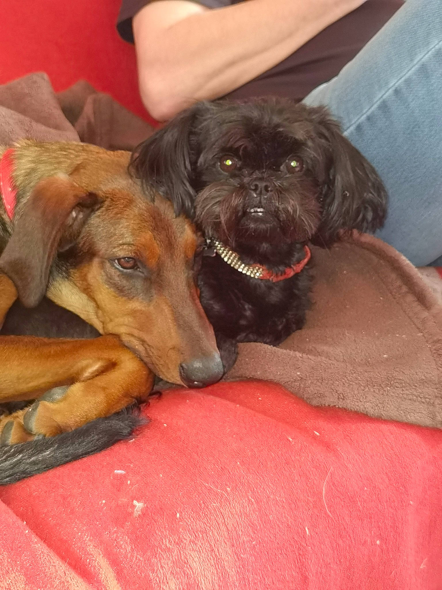 Bonny participe au concours pour gagner de l'argent avec cette photo : canidae, carnivore, comfort, companion_dog, dog, dog_breed, fawn, fur, guard_dog, liver, paw, puppy, snout, sporting_group, working_animal, working_dog