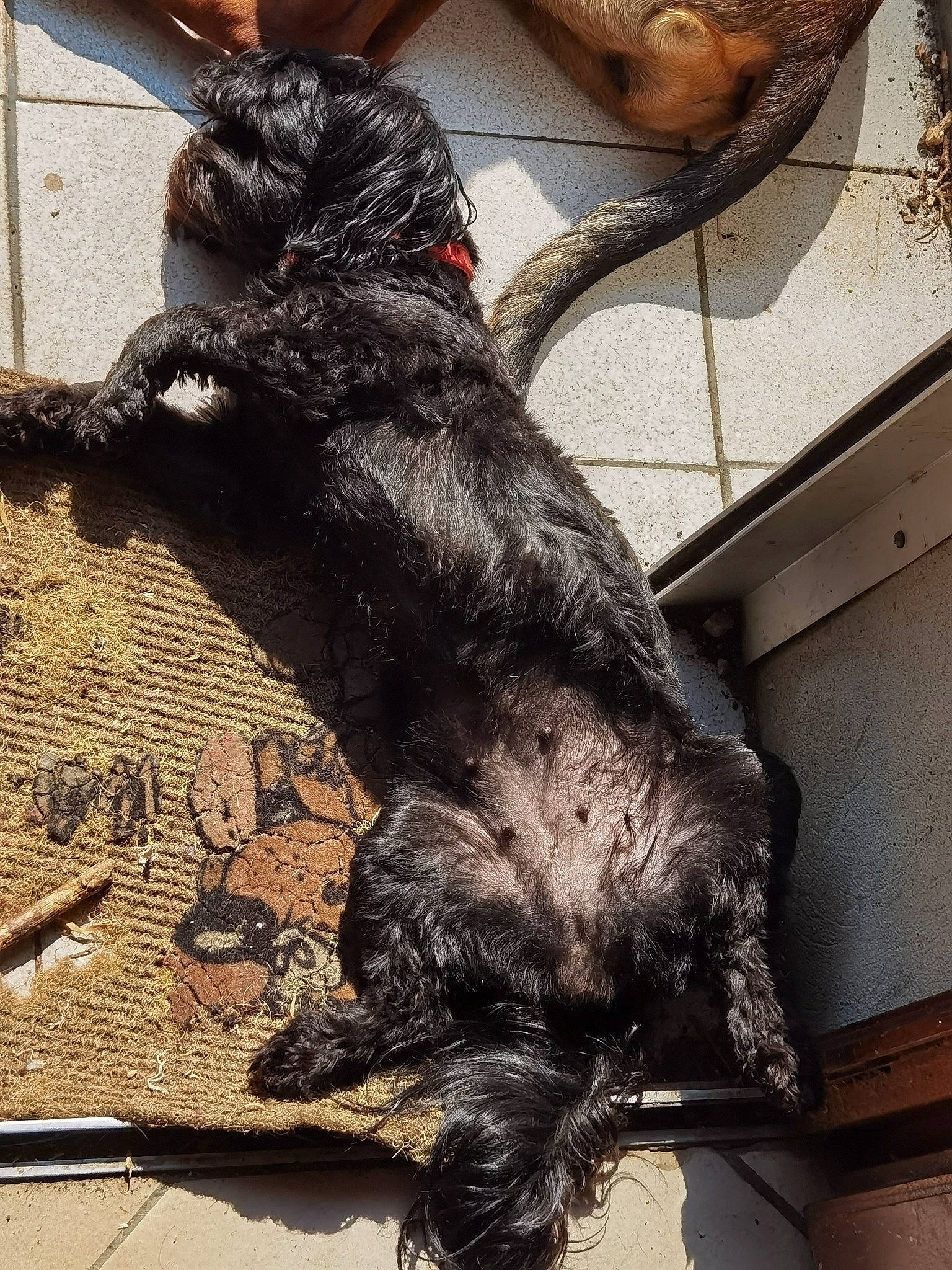 Bonny a rejoint le concours — aidez-le/la à gagner de superbes lots ! canidae, carnivore, claw, companion_dog, dog, dog_breed, felidae, flooring, fur, human_leg, leash, metal, paw, shadow, small_to_medium_sized_cats, snout, sporting_group, tail, wood, working_animal