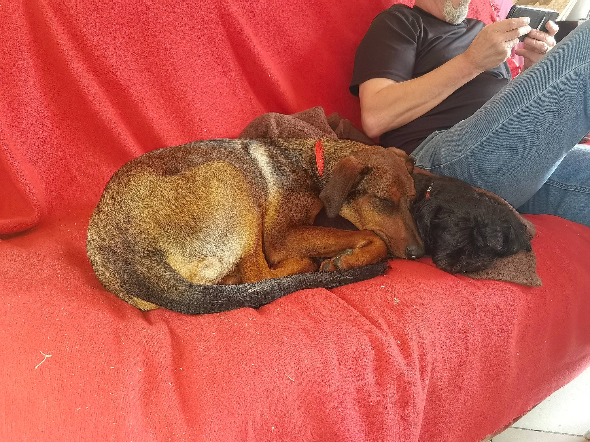 Nala a rejoint le concours — aidez-le/la à gagner de superbes lots ! canidae, carnivore, chair, comfort, companion_dog, couch, dog, dog_bed, dog_breed, dog_supply, fawn, fur, houseplant, lap, nap, sitting, sporting_group, working_animal