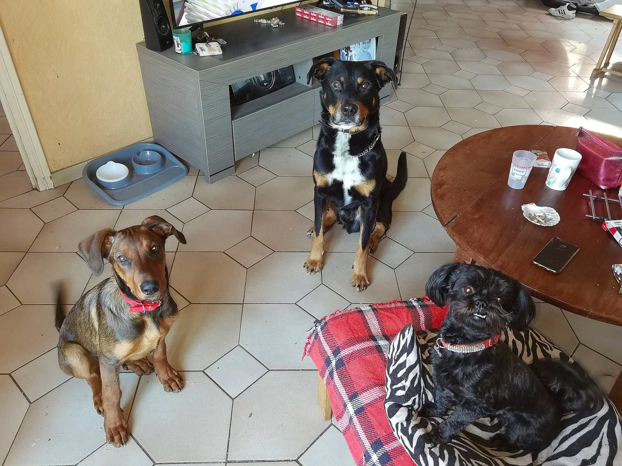 Nala a rejoint le concours — aidez-le/la à gagner de superbes lots ! canidae, carnivore, chair, collar, companion_dog, dog, dog_breed, dog_collar, dog_supply, fashion_accessory, floor, flooring, leash, liver, living_room, pet_supply, sporting_group, table, tail, working_animal