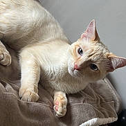 Nani participe au concours pour gagner de l'argent avec cette photo : cat, cream_cat, pet, indoor, blanket, cozy, paw, pink_nose, ears, eyes, fur, whiskers, resting, portrait, close_up, bed, soft_texture, relaxed, domestic_animal, curious