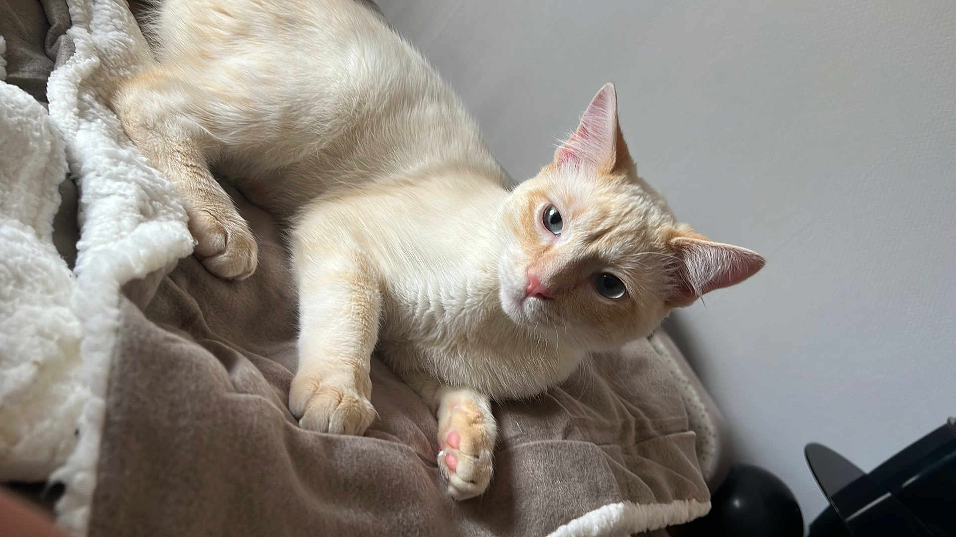 Nani participe au concours pour gagner de l'argent avec cette photo : cat, cream_cat, pet, indoor, blanket, cozy, paw, pink_nose, ears, eyes, fur, whiskers, resting, portrait, close_up, bed, soft_texture, relaxed, domestic_animal, curious