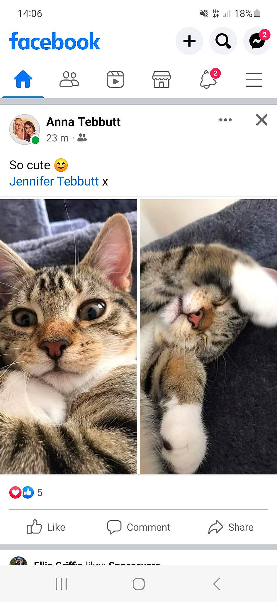 Tilly is registered to the contest to win money with this photo: art, carnivore, cat, collage, domestic_short_haired_cat, felidae, font, fur, internet_meme, organism, paw, photo_caption, photograph, rectangle, screenshot, small_to_medium_sized_cats, snapshot, snout, stock_photography, whiskers