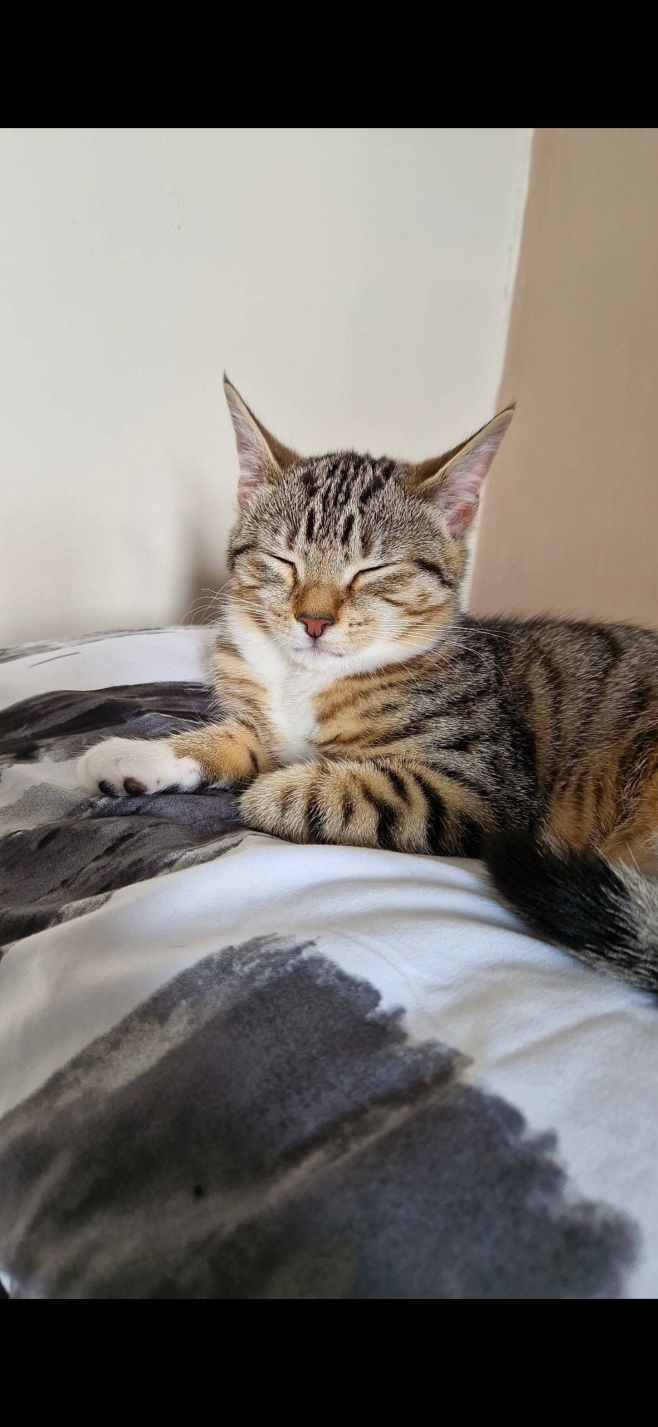 Tilly joined the competition — help win amazing prizes! bed, bedding, carnivore, cat, claw, comfort, domestic_short_haired_cat, felidae, fur, linens, paw, small_to_medium_sized_cats, snout, tail, terrestrial_animal, tree, whiskers, wildlife