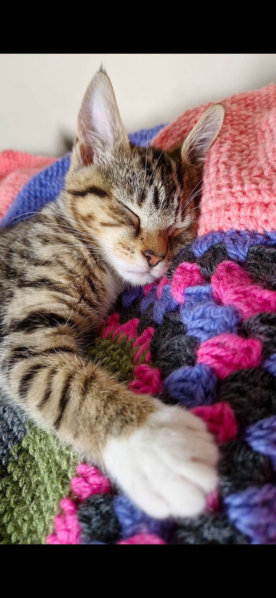 Tilly is registered to the contest to win money with this photo: carnivore, cat, claw, comfort, domestic_short_haired_cat, fawn, felidae, fur, linens, magenta, nap, pattern, paw, small_to_medium_sized_cats, snout, tail, thread, whiskers, woolen, woven_fabric
