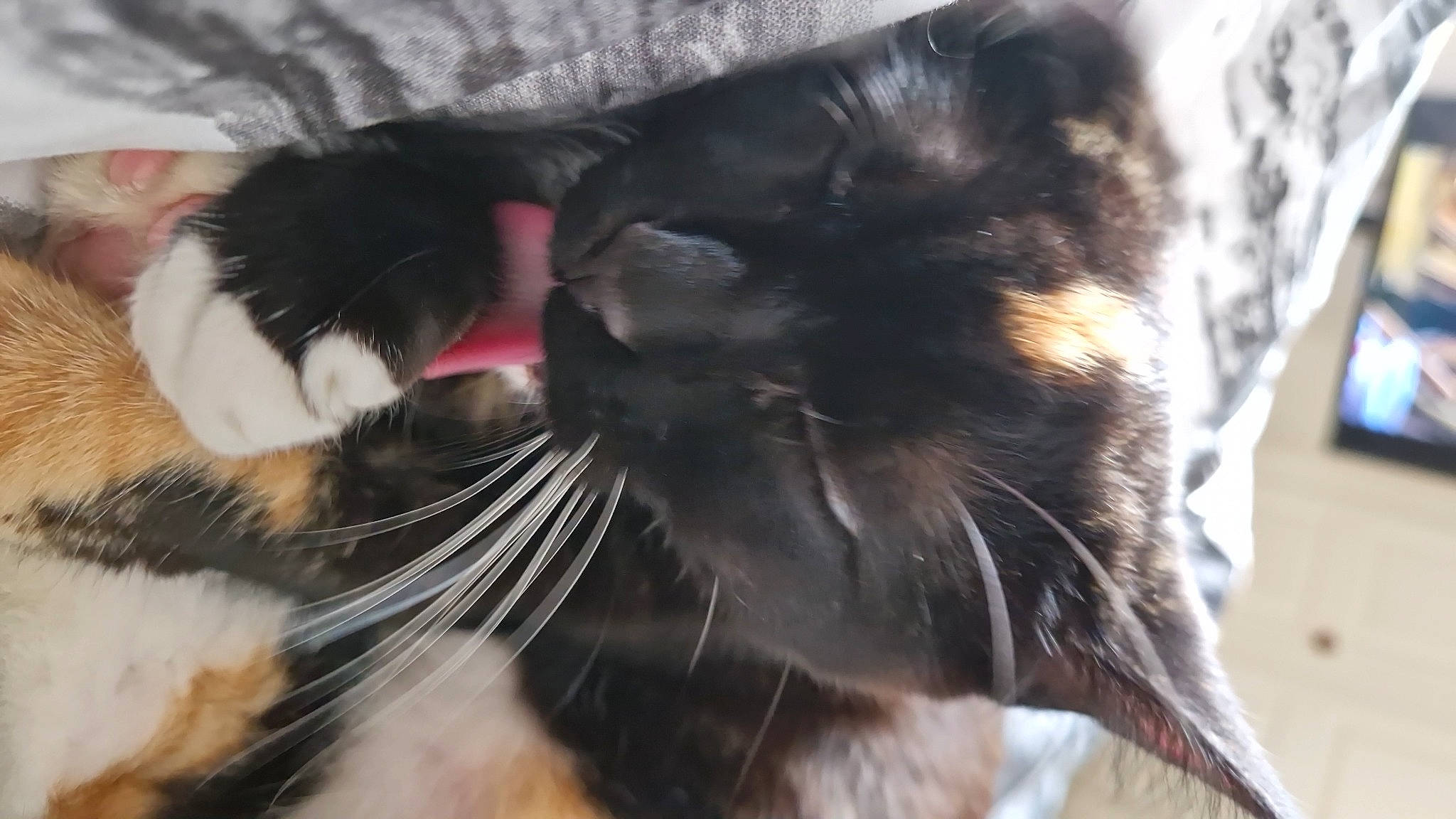 Kitty is registered to the contest to win money with this photo: carnivore, cat, claw, comfort, domestic_short_haired_cat, ear, felidae, foot, fur, gesture, paw, small_to_medium_sized_cats, snout, tail, terrestrial_animal, whiskers