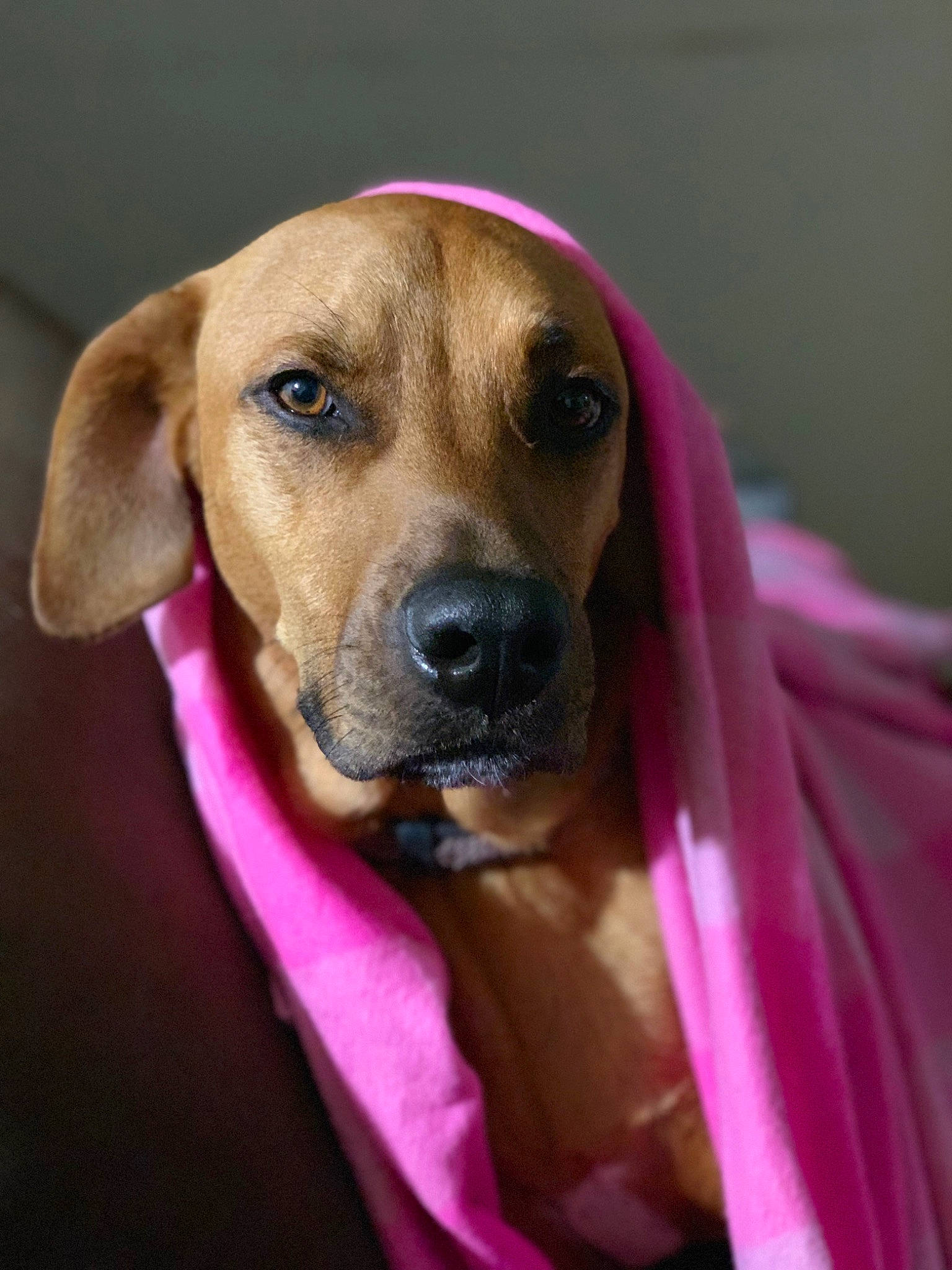 Charlie is registered to the contest to win money with this photo: canidae, carnivore, collar, companion_dog, dog, dog_breed, dog_collar, dog_supply, ear, fawn, hound, liver, magenta, pet_supply, plant, selfie, snout, sporting_group, whiskers, working_animal