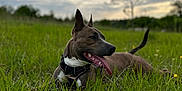Vahya participe au concours pour gagner de l'argent avec cette photo : dog, grass, outdoor, nature, animal, pet, tongue_out, happy, canine, field, sky, cloudy, greenery, collar, daylight, relaxed, ears_up, muzzle, tail, playful