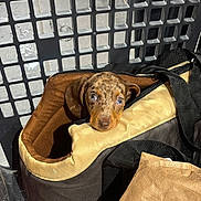 Milo participe au concours pour gagner de l'argent avec cette photo : puppy, dog, dachshund, pet, pet_carrier, bag, shopping_cart, grid_panel, store_floor, retail_store, brown_fur, brindle, cute, big_eyes, snout, zipper, canvas_bag, strap, padding, staring