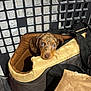 puppy, dog, dachshund, pet, pet_carrier, bag, shopping_cart, grid_panel, store_floor, retail_store, brown_fur, brindle, cute, big_eyes, snout, zipper, canvas_bag, strap, padding, staring