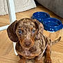 Milo participe au concours pour gagner de l'argent avec cette photo : puppy, dog, dachshund, brindle, adorable, paws, ears, eyes, pet, indoor, wood_floor, feeding_bowl, water_bowl, sitting, close_up, furniture, blanket, young, tail, portrait