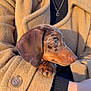 Milo a rejoint le concours — aidez-le/la à gagner de superbes lots ! dog, puppy, dachshund, pet, portrait, close_up, brown_coat, dapple, paw, human_arm, beige_coat, button, necklace, sunlight, golden_hour, outdoor, lap, nose, ear, cute