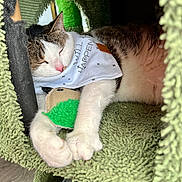 Bigmamas joined the competition — help win amazing prizes! animal, bandana, cat, cat_condo, closeup, comfortable, cozy, cute, feline, fur, green, indoor, nap, paws, pet, relaxed, resting, sleeping, texture, toy