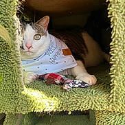 Bigmamas joined the competition — help win amazing prizes! cat, bandana, toy, green, cat_condo, pet, feline, indoor, resting, paw, plaid, floral, text, eye, fur, cute, cozy, sunlight, pet_accessory, animal