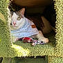 cat, bandana, toy, green, cat_condo, pet, feline, indoor, resting, paw, plaid, floral, text, eye, fur, cute, cozy, sunlight, pet_accessory, animal
