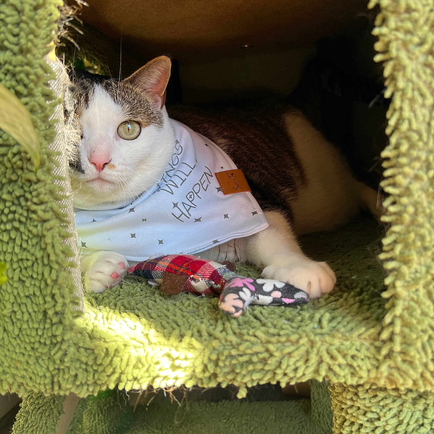 Bigmamas joined the competition — help win amazing prizes! animal, bandana, cat, cat_condo, cozy, cute, eye, feline, floral, fur, green, indoor, paw, pet, pet_accessory, plaid, resting, sunlight, text, toy