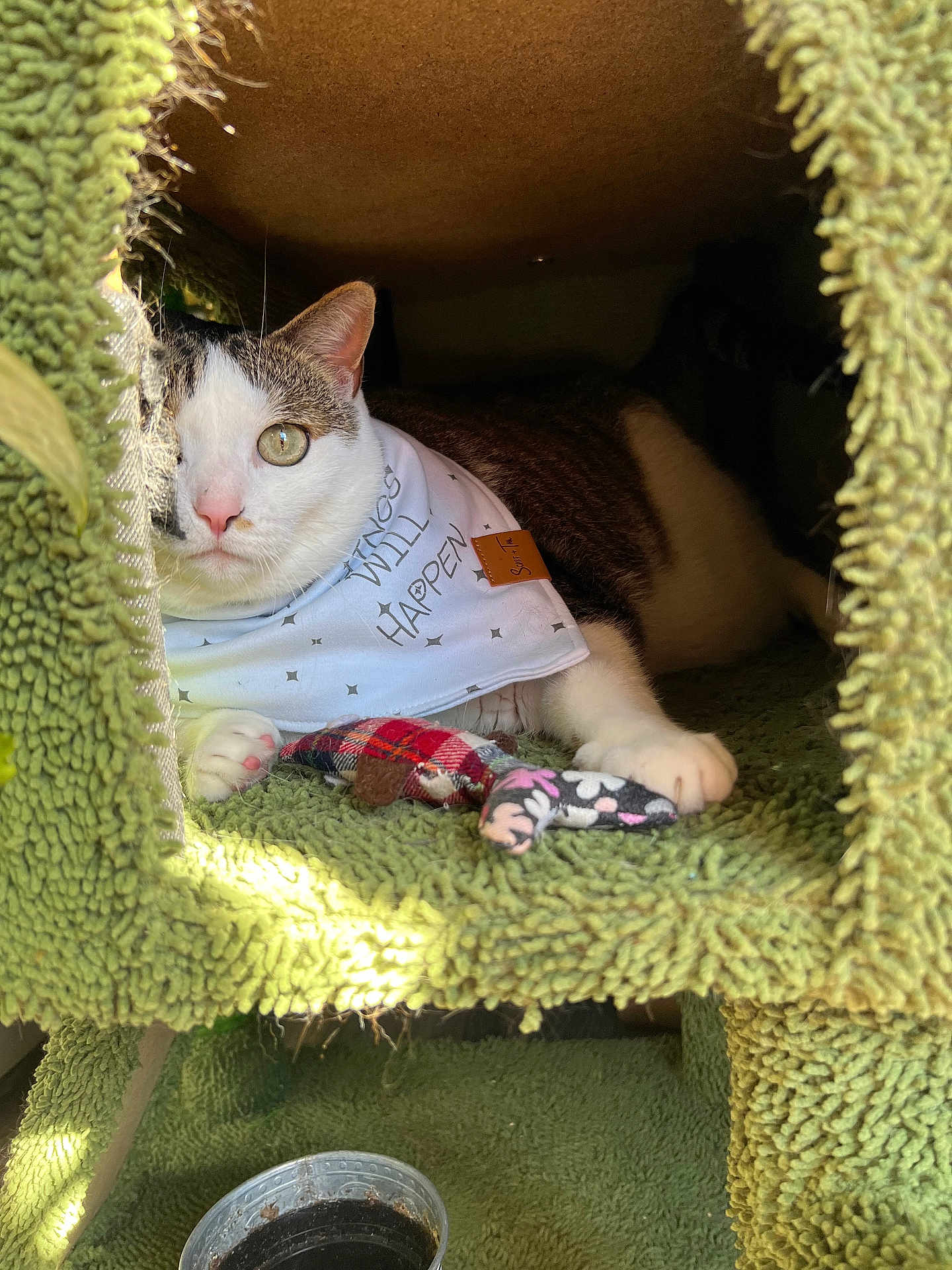 Bigmamas joined the competition — help win amazing prizes! cat, bandana, toy, green, cat_condo, pet, feline, indoor, resting, paw, plaid, floral, text, eye, fur, cute, cozy, sunlight, pet_accessory, animal