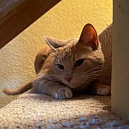 Pumpkin is registered to the contest to win money with this photo: cat, feline, pet, indoor, carpet, stairs, paw, ear, whiskers, wall, beige, resting, close_up, portrait, paws, fur, looking, relaxed, home, domestic