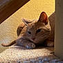 cat, feline, pet, indoor, carpet, stairs, paw, ear, whiskers, wall, beige, resting, close_up, portrait, paws, fur, looking, relaxed, home, domestic