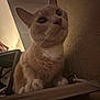 cat, orange_cat, ginger_cat, feline, pet, indoor, portrait, close_up, low_angle, whiskers, paws, ears, eyes, curious, sitting, shelf, furniture, wall, dim_lighting, cute