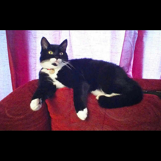 Moonface is registered to the contest to win money with this photo: black_and_white, black_cat, canidae, carnivore, cat, felidae, formal_wear, fur, kitten, sky, small_to_medium_sized_cats, snapshot, square, tail, whiskers