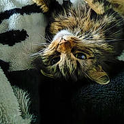 Akame participe au concours pour gagner de l'argent avec cette photo : cat, tabby, animal, pet, fur, whiskers, blanket, cozy, indoor, cute, relaxed, playful, closeup, face, eyes, lying_down, soft, texture, home, comfort