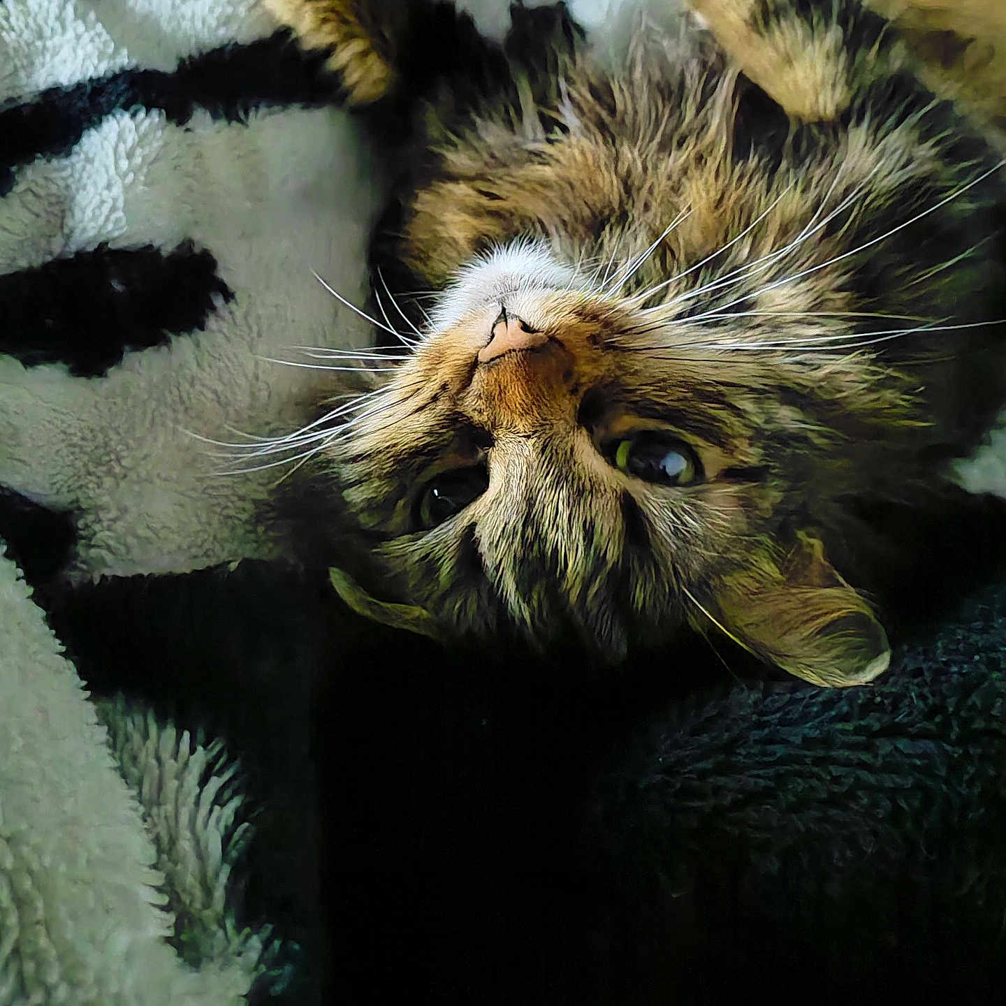 Akame participe au concours pour gagner de l'argent avec cette photo : animal, blanket, cat, closeup, comfort, cozy, cute, eyes, face, fur, home, indoor, lying_down, pet, playful, relaxed, soft, tabby, texture, whiskers