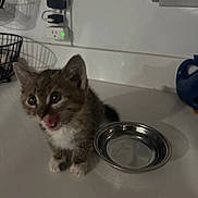 Quincy is registered to the contest to win money with this photo: animal, cat, countertop, curious, domestic_animal, electronic_device, eyes, feline, fur, home, indoor, kitten, metal_bowl, pet, plug, small, tongue_out, whiskers, wire_basket, young