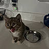animal, cat, countertop, curious, domestic_animal, electronic_device, eyes, feline, fur, home, indoor, kitten, metal_bowl, pet, plug, small, tongue_out, whiskers, wire_basket, young