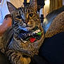 animal, black_couch, bow_tie, cat, close_up, couch, decor, feline, fur, home, indoor, person, pet, portrait, relaxed, seated, tabby_cat, tattoo, whiskers, white_shirt