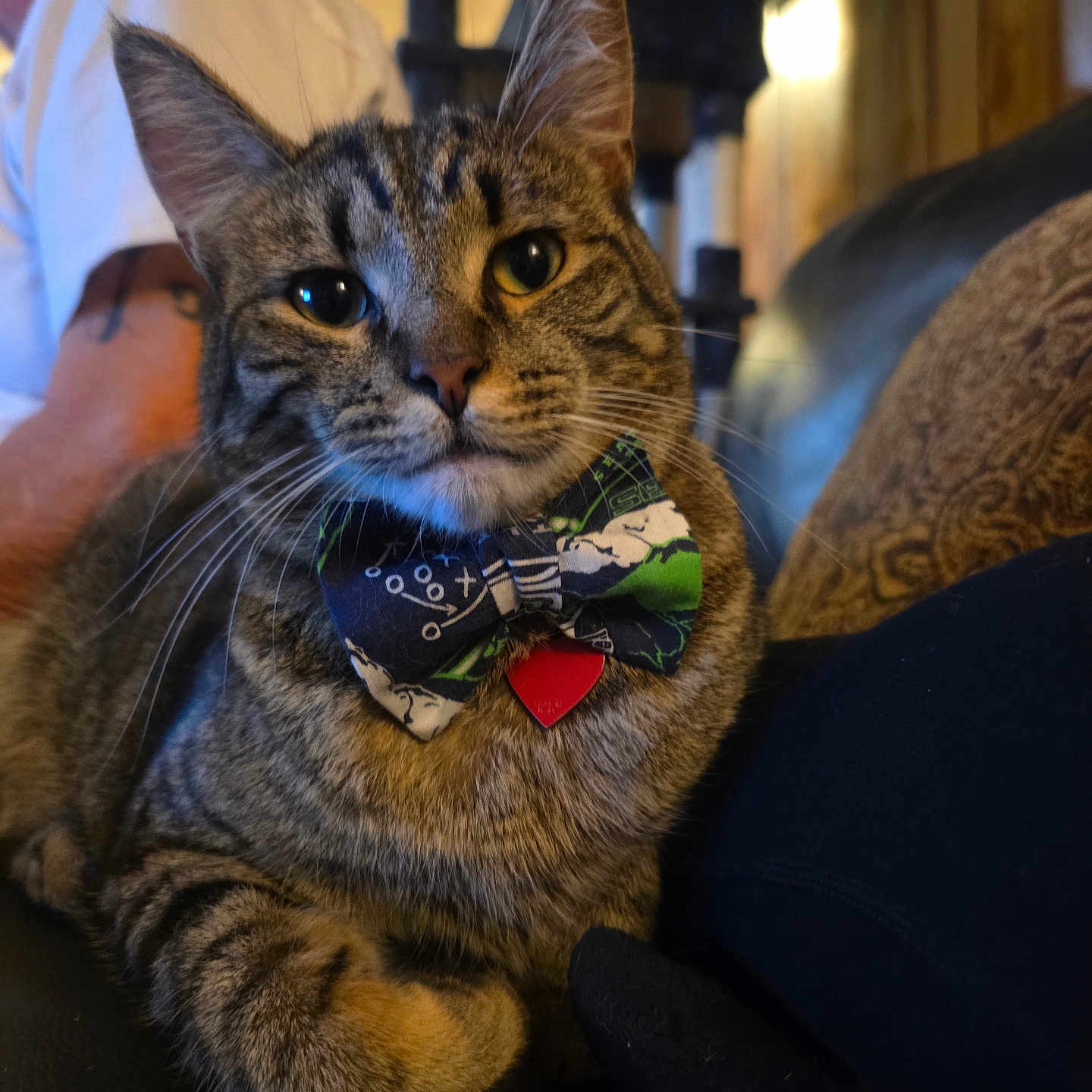 Buddy is registered to the contest to win money with this photo: animal, black_couch, bow_tie, cat, close_up, couch, decor, feline, fur, home, indoor, person, pet, portrait, relaxed, seated, tabby_cat, tattoo, whiskers, white_shirt