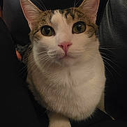Chance joined the competition — help win amazing prizes! animal, cat, closeup, comfort, cushion, cute, ears, face, feline, fur, green_eyes, indoor, looking, pet, pink_nose, portrait, relaxed, tabby, whiskers, white_fur