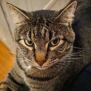 Duke joined the competition — help win amazing prizes! animal, cat, close_up, cute, domestic_cat, ears, face, feline, fur, indoor, looking, mammal, nose, pet, portrait, relaxed, tabby_cat, tabby_pattern, whiskers, yellow_eyes