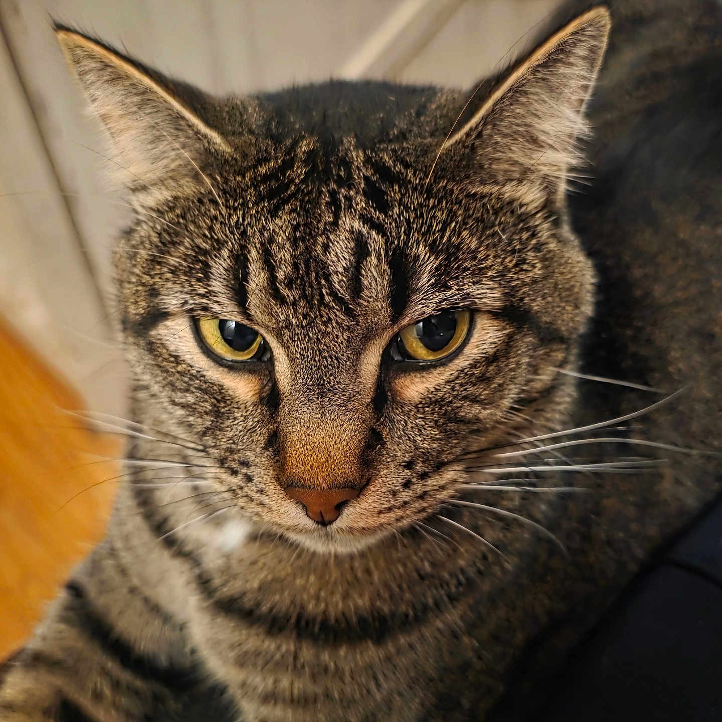 Duke