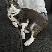 Grisouille participe au concours pour gagner de l'argent avec cette photo : cat, gray_cat, white_cat, pet, indoor, sofa, couch, pillow, relaxing, feline, domestic_cat, fur, whiskers, yellow_eyes, collar, bell, curious, resting, cozy, home