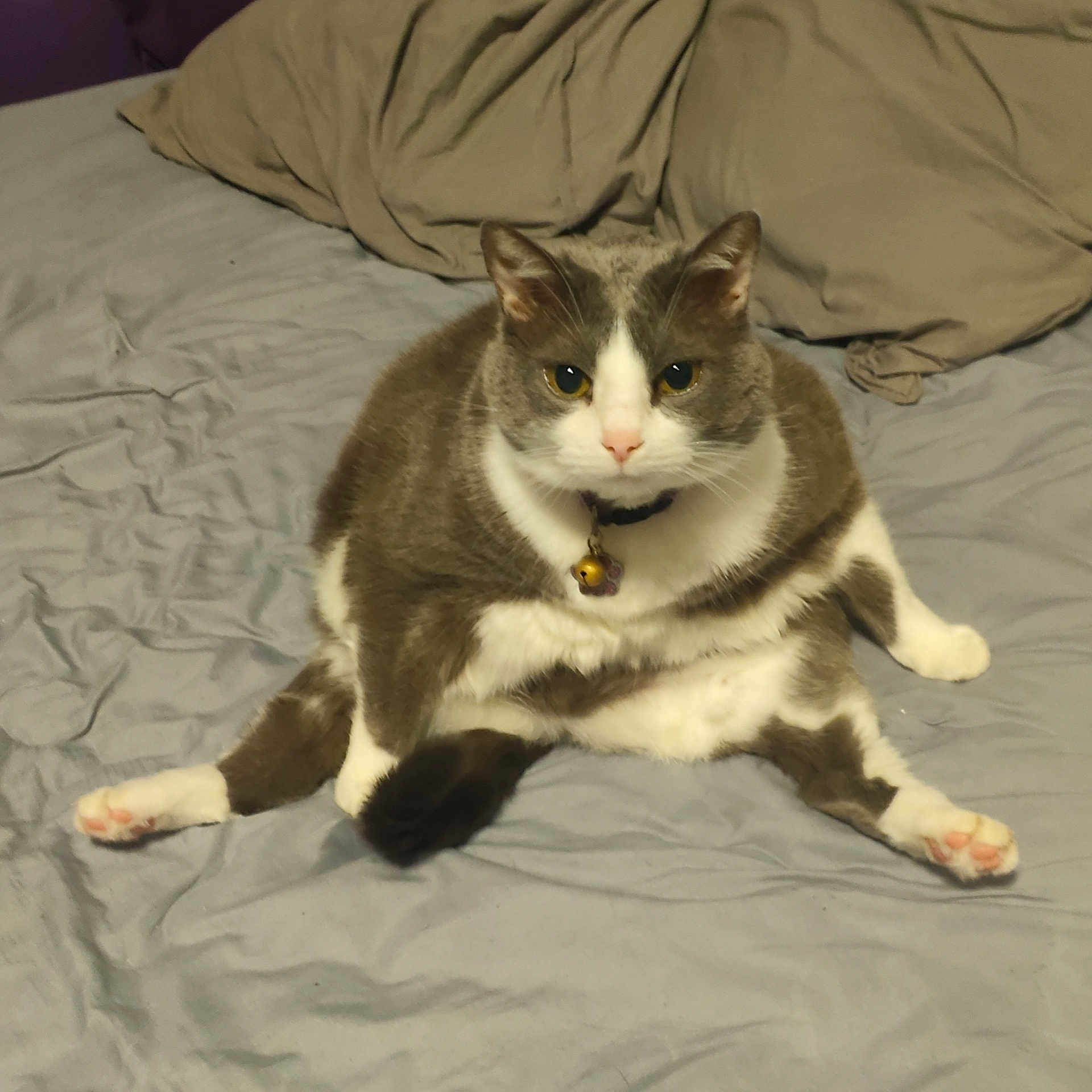 Grisouille participe au concours pour gagner de l'argent avec cette photo : cat, gray, white, pet, bed, collar, bell, fur, animal, indoor, relaxed, sitting, cute, pink_paw, ears, whiskers, expression, looking, domestic_cat, fur_pattern