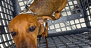 Winnie participe au concours pour gagner de l'argent avec cette photo : dog, puppy, brown_dog, shopping_cart, pet, collar, leash, short_hair, curious, looking_up, large_eyes, closeup, indoor, store, grocery_store, cart, red_handle, metal, portrait, adorable