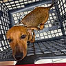 dog, puppy, brown_dog, shopping_cart, pet, collar, leash, short_hair, curious, looking_up, large_eyes, closeup, indoor, store, grocery_store, cart, red_handle, metal, portrait, adorable