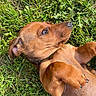 dog, brown_dog, pet, animal, grass, lawn, outdoor, lying_down, belly_up, paws, floppy_ears, nose, fur, close_up, portrait, relaxed, playful, sunlight, greenery, cute