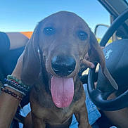 Winnie participe au concours pour gagner de l'argent avec cette photo : dog, puppy, brown_dog, long_ears, floppy_ears, tongue_out, happy, portrait, closeup, sitting, car, vehicle_interior, steering_wheel, passenger_seat, driver, road_trip, blue_sky, daylight, pet, animal