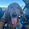 dog, puppy, brown_dog, long_ears, floppy_ears, tongue_out, happy, portrait, closeup, sitting, car, vehicle_interior, steering_wheel, passenger_seat, driver, road_trip, blue_sky, daylight, pet, animal