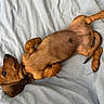 dog, dachshund, puppy, brown_dog, shorthaired, small_dog, lying_down, belly_up, paws, tail, floppy_ears, eye, pet, bed, bedding, indoors, cozy, relaxed, playful, closeup