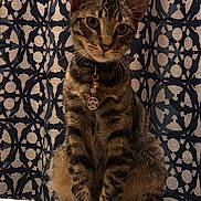 Stinky Jones joined the competition — help win amazing prizes! animal, cat, charm, close_up, curious, cute, domestic_cat, ears, feline, fur, indoor, looking_at_camera, necklace, patterned_background, pet, portrait, sitting, striped, tabby, whiskers