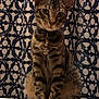 animal, cat, charm, close_up, curious, cute, domestic_cat, ears, feline, fur, indoor, looking_at_camera, necklace, patterned_background, pet, portrait, sitting, striped, tabby, whiskers
