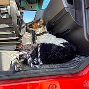 Blu participe au concours pour gagner de l'argent avec cette photo : dog, puppy, canine, pet, sitting, vehicle, truck, cab, driver, collar, leash, blanket, rope_toy, black_and_white, brown_fur, floppy_ears, outdoor, sunlight, blue_sky, red_vehicle